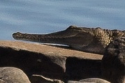 Freshwater Crocodile (Crocodylus johnsonii)